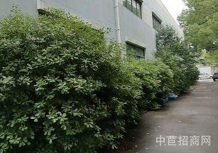 松江29畝廠房出售 兩個挨著獨門獨院22畝+7畝松江區(qū)29畝 廠房面積11600平出售