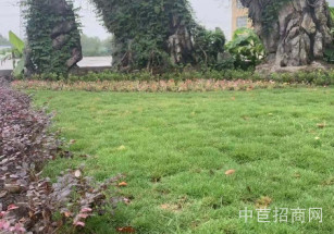 青浦趙巷崧瑞路