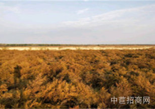 玉溪市峨山彝族自治縣