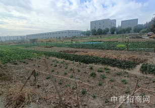上海市奉賢區奉賢12畝土地出售